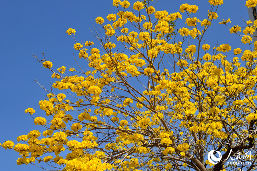 一串串金黄风铃随风轻摇，奏响最动人的春日序曲。人民网记者 陈博摄