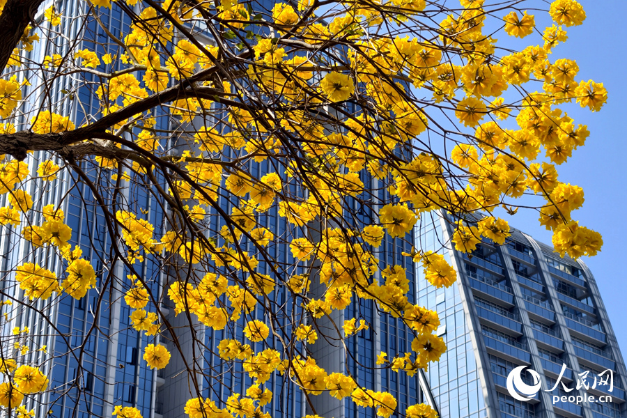 黄花风铃木繁花满树，分外妖娆。人民网记者 陈博摄