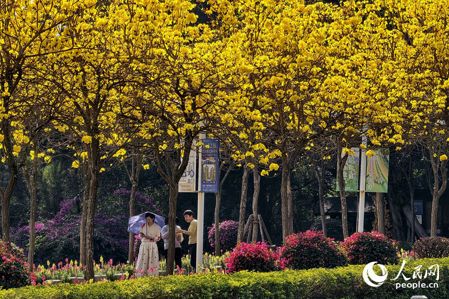 在厦门天竺山森林公园，游客在黄花下漫步。人民网记者 陈博摄
