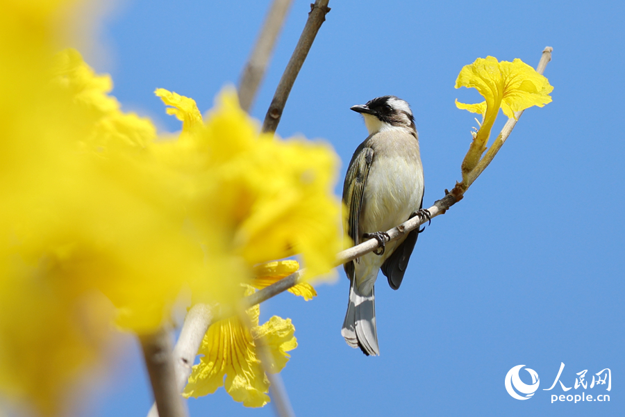 厦门南湖公园中，白头鹎在黄花风铃木枝头停留。人民网记者 陈博摄