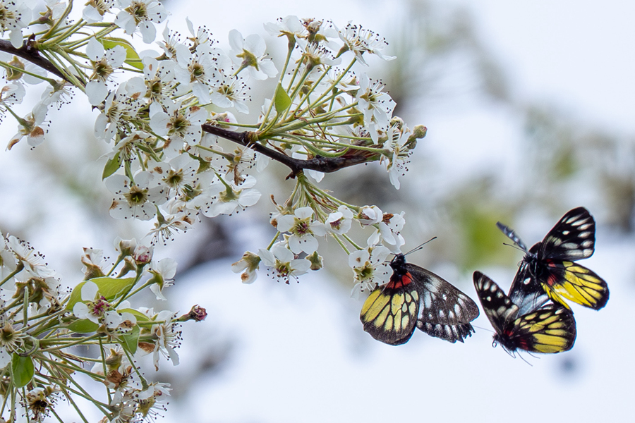 报喜斑粉蝶围绕着梨花嬉戏打闹。张立勤摄