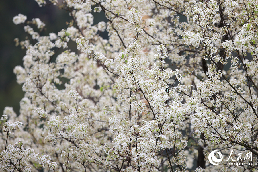 梨花盛开胜似层层白雪。人民网记者 陈博摄