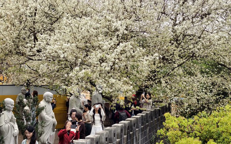 厦门：雪白梨花朵朵开 禅意春景引客来