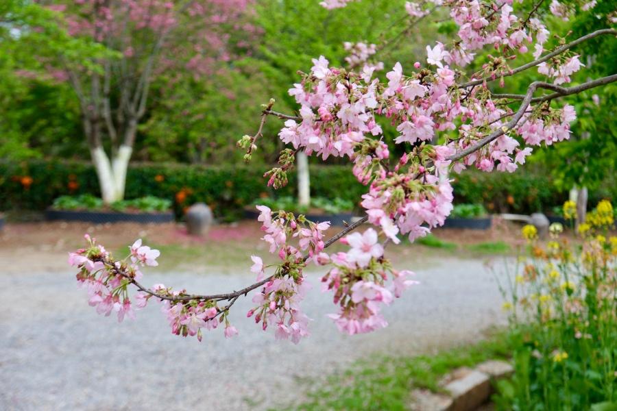 56个樱花新品种！闽台以樱为媒、科技搭桥结硕果——植树节探访福建樱花产业农场