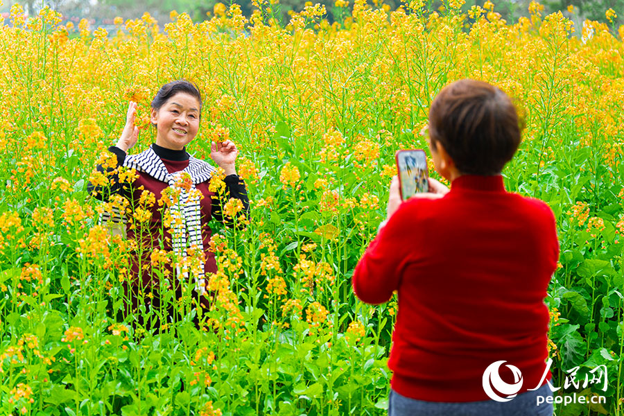 福州花海公园内成片油菜花盛放,游客徜徉花海,尽享春日美景。实习生 李雨泽摄