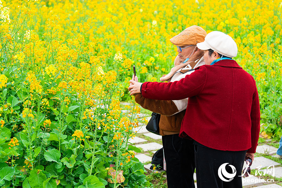 福州花海公园的油菜花田满目金黄,游客漫步其间拍照留念。实习生 李雨泽摄