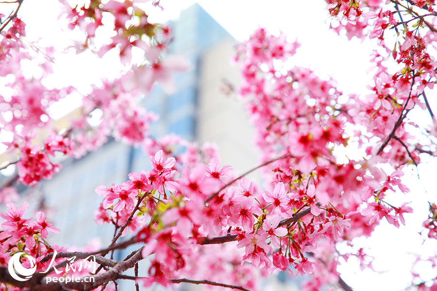 在福建开放大学(桂山校区),粉樱缀满枝头,为春日校园添上一抹浪漫亮色。人民网记者 焦艳摄