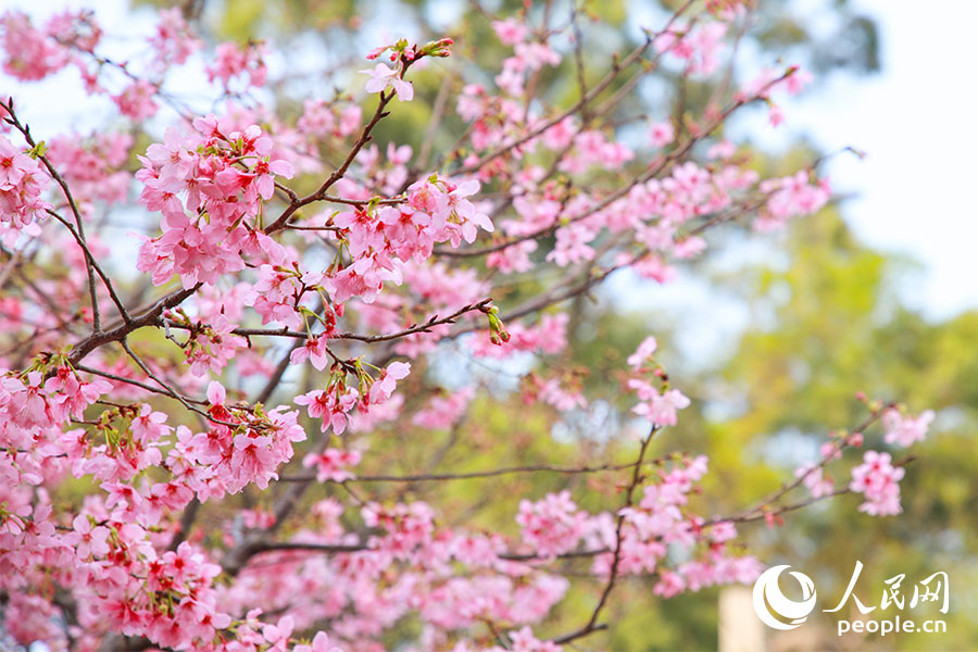福建开放大学(桂山校区)迎来最佳赏樱季。人民网记者 焦艳摄