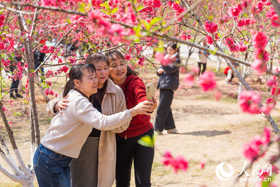 福州国家森林公园600余株桃树竞相绽放,市民竞相打卡。实习生 李雨泽摄