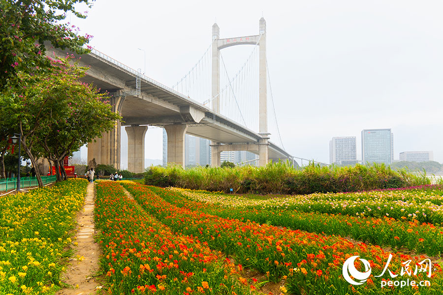 在福州花海公园鼓山大桥下的花田处,各色小苍兰点缀绿野。实习生 李雨泽摄
