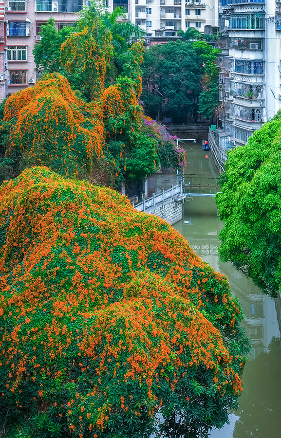 春天的福州,一个转角就能邂逅如瀑般的炮仗花。罗南军摄