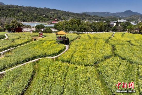 3月13日，福建福州，市民在油菜花田里赏花。（无人机照片）中新社记者 王东明 摄