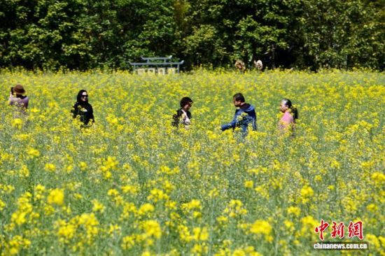 3月13日，福建福州，市民在油菜花田里赏花。中新社记者 王东明 摄