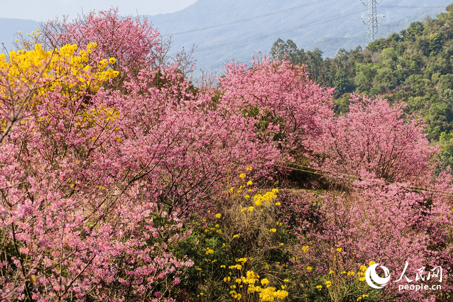 翠绿山坡上花团锦簇，美不胜收。人民网记者 陈博摄