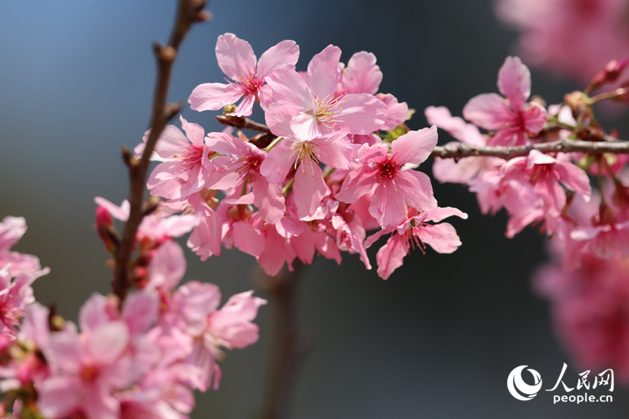 樱花随风摇曳生姿，清香扑鼻。人民网记者 陈博摄