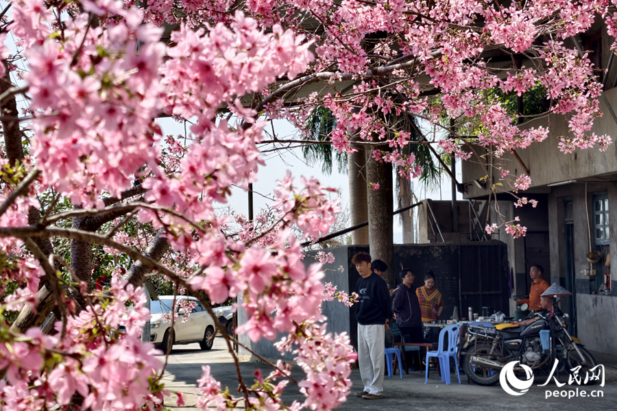 樱花树下，种植户与游客交谈甚欢。人民网记者 陈博摄