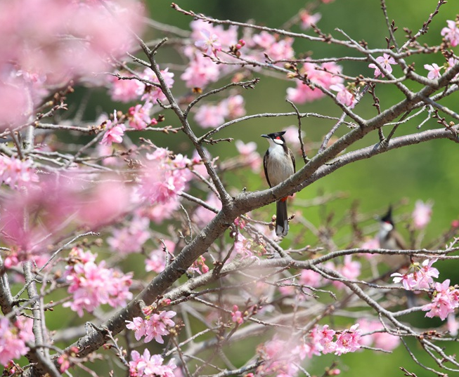 厦门：“红粉佳人”迎春开