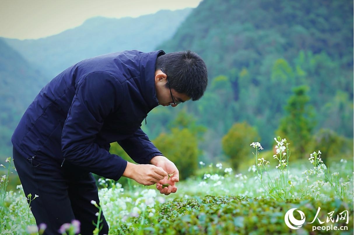 科技特派员察看茶叶长势。人民网记者 李唯一摄