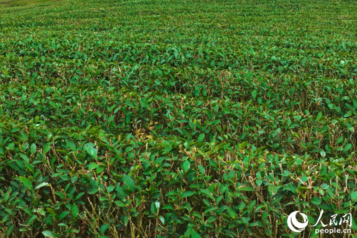 放眼茶园,满目青绿。人民网记者 李唯一摄