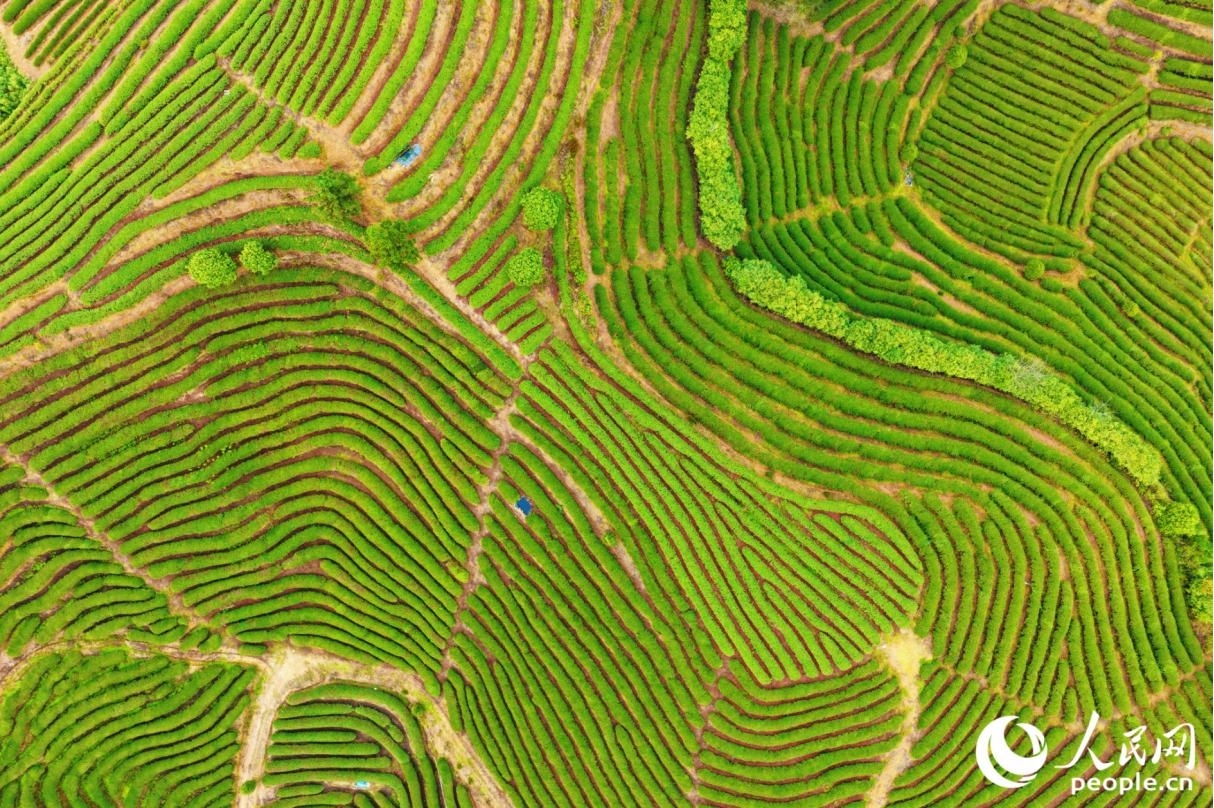 从高空俯瞰,绿色生态茶园满目翠绿,纹路层层叠叠,犹如“大地的指纹”。人民网记者 李唯一摄