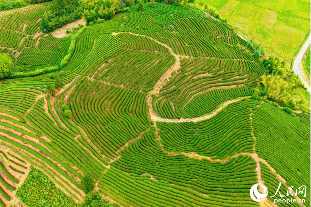 当前,武夷山累计建成绿色生态茶园13.26万亩。人民网记者 李唯一摄