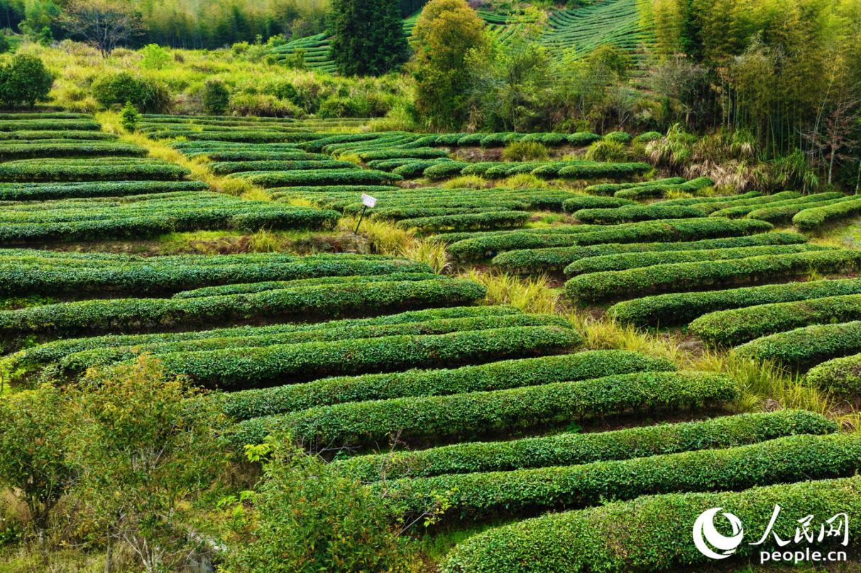 2026年2月,武夷山探索“生态+文旅”、茶产业生产产品价值实现等特色做法,入选福建生态产品价值实现机制试点2025年度实践案例。人民网记者 李唯一摄