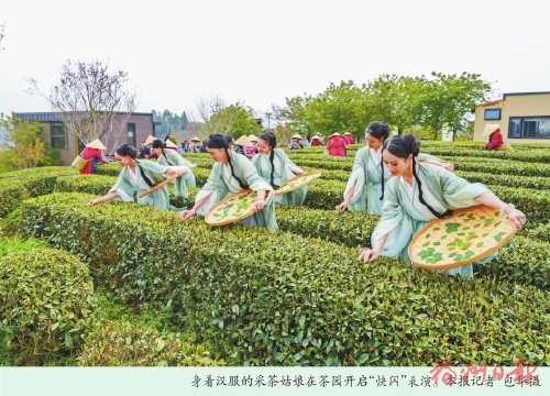 永泰举办春茶开采节活动 永泰举办春茶开采节活动