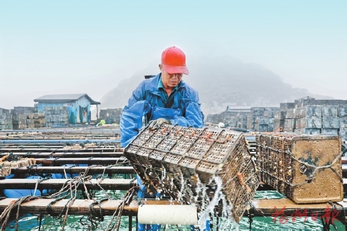 连江超5亿粒春鲍上市　采收期可持续至6月