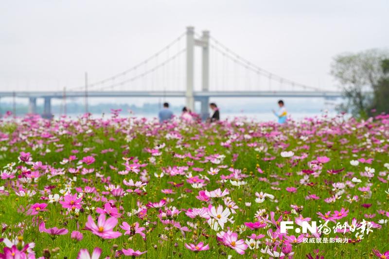 乌龙江公园3300平方米波斯菊绽放