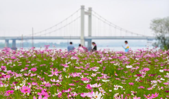 乌龙江公园3300平方米波斯菊绽放