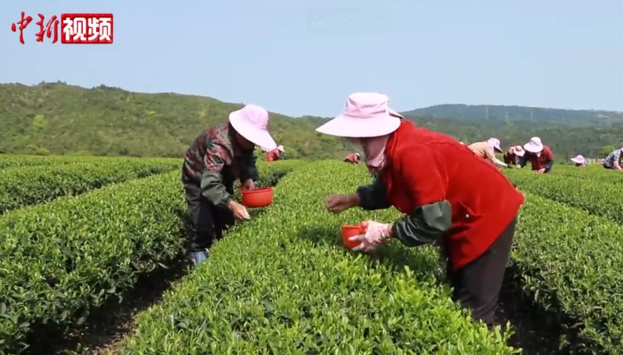 福建：春茶大量上市 一杯茶赋能乡村振兴
