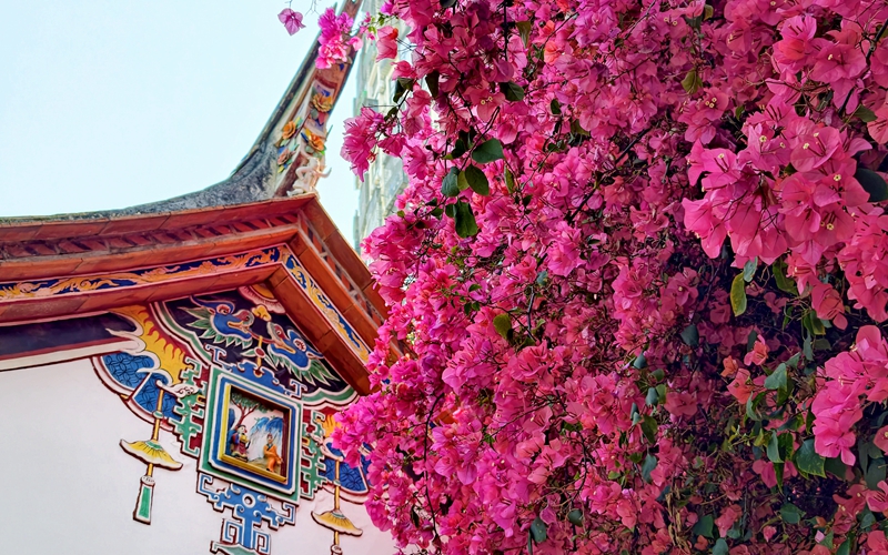 厦门：古厝繁花醉春光