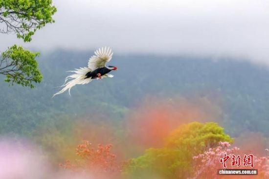 图为展翅高飞的白鹇。张爱娟 摄 图为展翅高飞的白鹇。张爱娟 摄