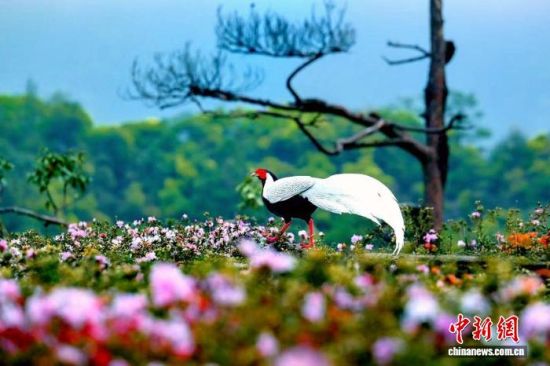 “白凤凰”优雅漫步于花丛中。张爱娟 摄 “白凤凰”优雅漫步于花丛中。张爱娟 摄