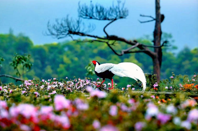 福建永安：白鹇翩然入花丛 生态观鸟促振兴