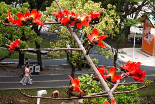 火红木棉扮靓福州