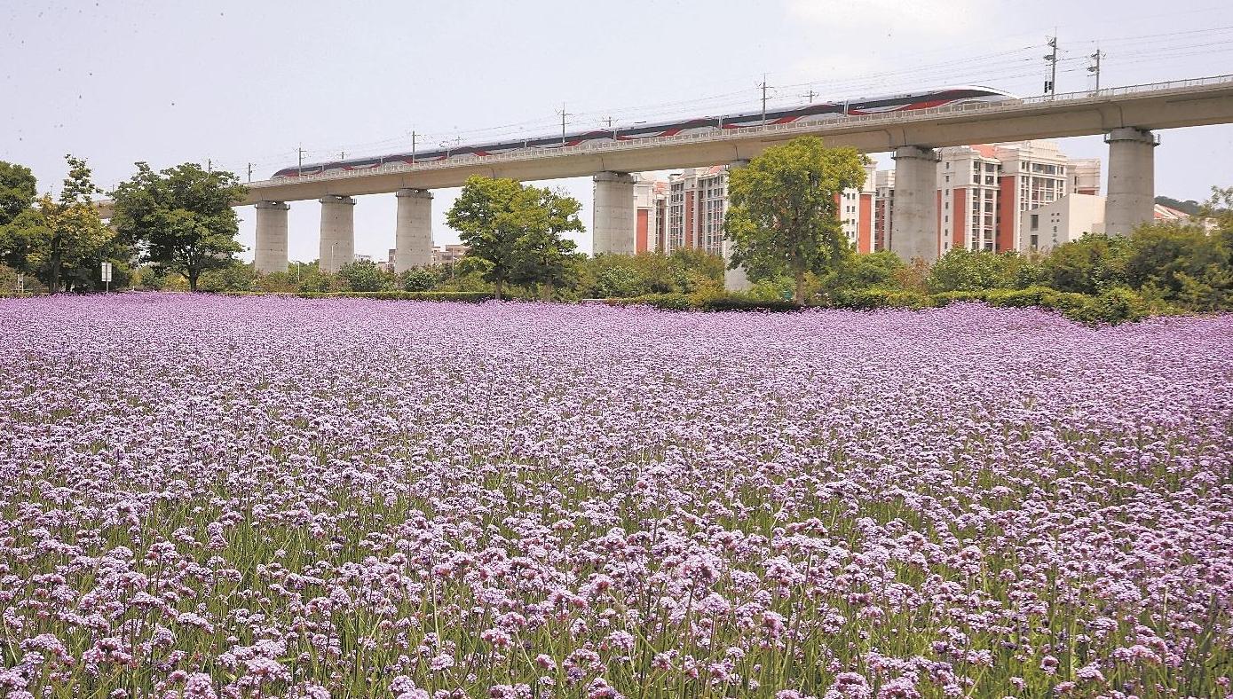 动车“穿”花海 古厝枕花眠