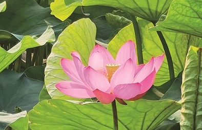 厦门第一波荷花悄然绽放 为城市增添几分初夏气息